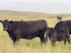 90) 570 Lbs Blk Angus Steers (BID PER LBS) 