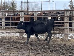 14) Blk Angus Open Replacement Heifers (BID PER HEAD) 
