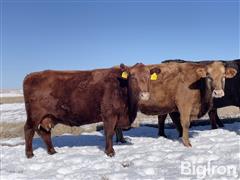 5) Red Angus + Red Braunvieh, 1) Blk-Braunvieh 6-7YO Bred Cows (BID PER HEAD) 