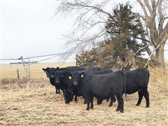 7) Registered Angus Bred Heifers (BID PER HEAD) 