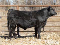 Lot 8 - Pays To B 00M Grace Purebred Simmental Bull 