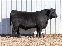 Movin On 38L (Angus) 