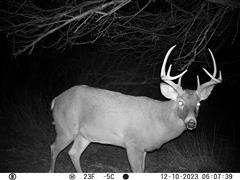 Deer Buck Picture.JPG