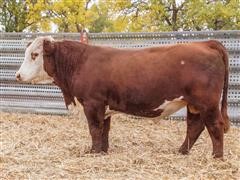 HUTTONS C282 CREED SR 310 Hereford Bull 