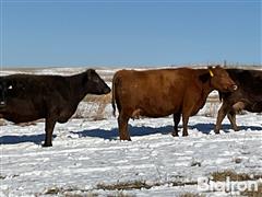 5) Red Angus 3) Blk Angus 5YO Bred Cows (BID PER HEAD) 