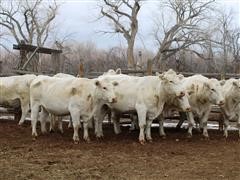 Reg. Charolais Coming 4 YO Bred Cows (BID PER HEAD) 