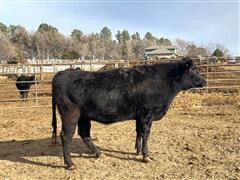 Registered Wagyu - Bred Heifer 202H 