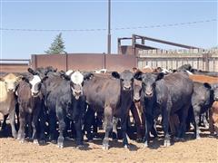 30) 475 Lbs Blk Angus & Baldy Steers (BID PER LBS) 