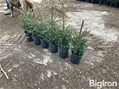 1 Gallon Potted Black Hills Spruce Trees 