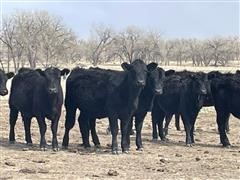 15) Commercial Angus Replacement Heifers (BID PER HEAD) 