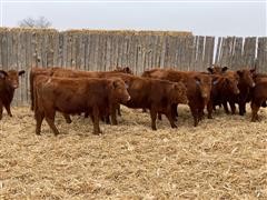 Reg. Red Angus Replacement Heifers (BID PER HEAD) 