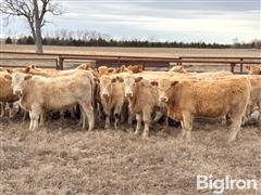 14) Buckskin CharX Open Replacement Heifers (BID PER HEAD) 