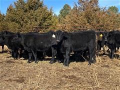 Blk Angus Replacement Open Heifers (BID PER HEAD) 