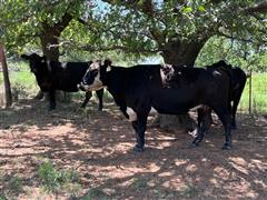 10) Blk & Blk Baldy Short Solid Bred Cows (BID PER HEAD) 