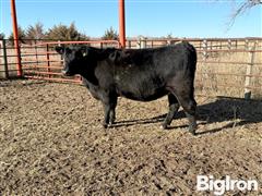 9) Angus Bred Heifers (BID PER HEAD) 