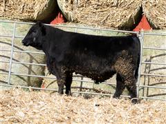 Steffview Jasper L31123 (PB Angus) 