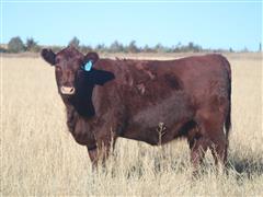 SCMH TAYLIN 259 Red Angus Bred Heifer 