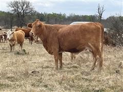 8) 8-10 YO Hereford/BeefMaster Bred Cows (BID PER HEAD) 