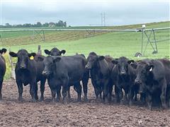 40) 990 Lbs. Blk-Red Angus Steers (BID PER LBS) 