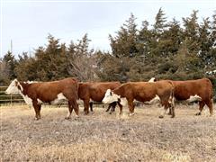 5) 5 - 8 YO Reg. Hereford Bred Cows (Bred Blk Angus) (BID PER HEAD) 