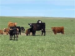 Blk Akaushi - Angus/Hereford Heifer Pairs (BID PER PAIR) 