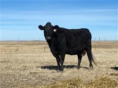 Blk & Brockle Coming 7-8 YO Bred Cows (BID PER HEAD) 