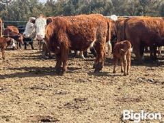 5) 95% Hereford - 5% Red Angus Bred Heifers (BID PER HEAD) 