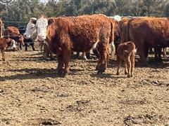 10) 95% Hereford - 5% Red Angus Bred Heifers (BID PER HEAD) 