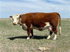 6) Registered Hereford 1st Calf Pairs w/ BWF Calves (BID PER PAIR) 