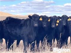 14) Blk Angus Open Heifers (Minert/Simonson - Hoffman Angus Sires) (BID PER HEAD) 