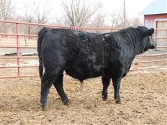 Sim-Angus Bull 