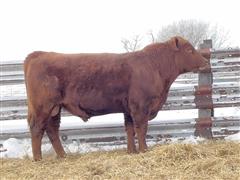 STOCK FAYE 204 (2 YO Red Angus Bull) 