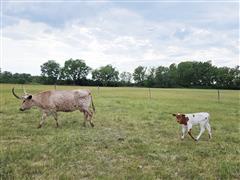 1) Longhorn Pair 