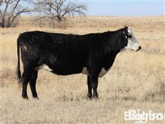 12) Angus & Angus Hereford 4-6YO Bred Cows (BID PER HEAD) 