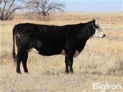 12) Angus & Angus Hereford 4-6YO Bred Cows (BID PER HEAD) 