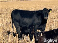 11) Coming 3 YO Angus Cows w/ 1-1.5 Month Angus Calves (BID PER PAIR) 