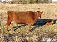 5) Reg. Red Angus 1A-B 8-10 YO Fall Pairs (BID PER PAIR) 