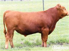 10) JB Ranch Akaushi 1206L Fullblood Akaushi Semen (BID PER UNIT) 