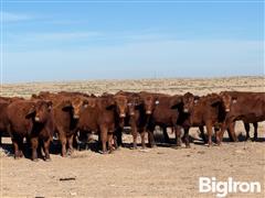 15) Red Angus Bred Heifers (BID PER HEAD) 