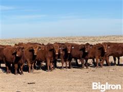 10) Red Angus Bred Heifers (BID PER HEAD) 