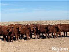 15) Red Angus Bred Heifers (BID PER HEAD) 