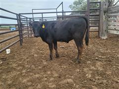 1) Wagyu/Angus Feeder Steer (BID PER LB) 