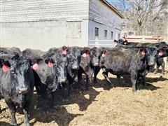 3) Black 8-9 YO Pairs & 6) Black Bred Cows 8-9 YO (BID PER PAIR) 