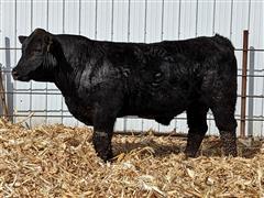 J BAR T Quantum Leap 84J (2 YO Simmental) 