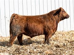 D&D PLATINUM 234K (Heifer Bull) 