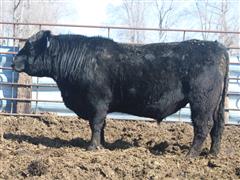 Commercial Angus 2.5 YO Bull #2 