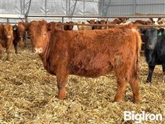 15) Red Angus Open Replacement Heifers (BID PER HEAD) 