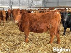 15) Red Angus Open Replacement Heifers (BID PER HEAD) 