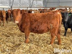 15) Red Angus Open Replacement Heifers (BID PER HEAD) 