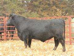 Lot 18 - CF Juneau 22117 (2 YO Angus) 